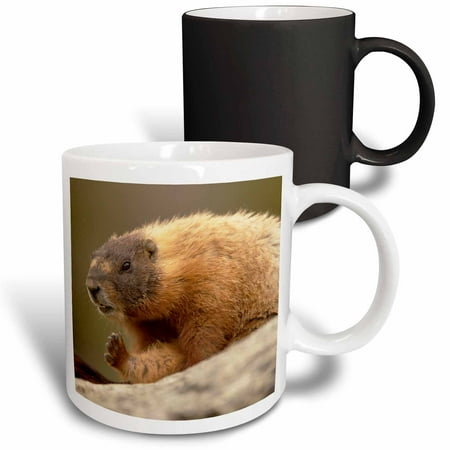 3drose, Yellowstone Np, Wy Yellow-bellied Marmot Grooming Itself, 11oz Magic Transforming Mug