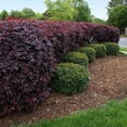 thumbnail image 2 of Loropetalum Carolina Midnight  5 Live Quart Size Plants  Chinensis Rubrum  Colorful Blooming Hedge Shrub Tree, 2 of 8