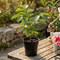 Set 2 Persimmon Live Plant, Live Fruit-Bearing Plant 6-12 Inches, Sweet Persimmon Plant Live for Garden