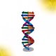 thumbnail image 3 of Modelo de doble hélice de ADN DIY, herramienta de experimentación científica biológica, herramienta de aprendizaje de genes humanos para la escuela y la oficina., 3 of 5