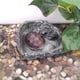 thumbnail image 2 of de Agua Y Platos de Comida para , para Mascotas, , Serpientes, , , Arañas - Colco Reptile Food and Water Dish, 2 of 6