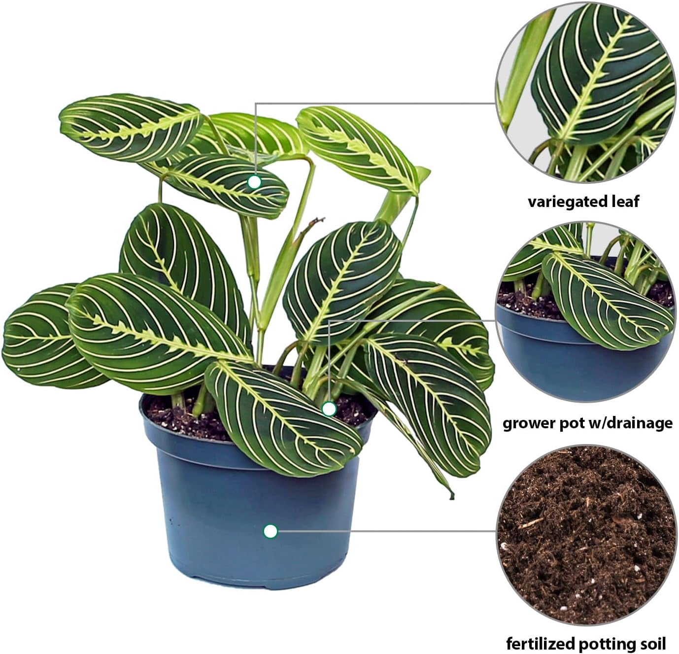 Live Lemon Green Maranta, Lemon Prayer Plant, Sympathy Gift, Indoor Potted Plant, Gardener Gift, Trailing House Plant, Large Plant in 6" Pot