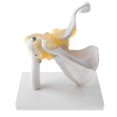 thumbnail image 4 of Human Shoulder Joint Model, Flexible, Anatomically Shoulder, 4 of 5