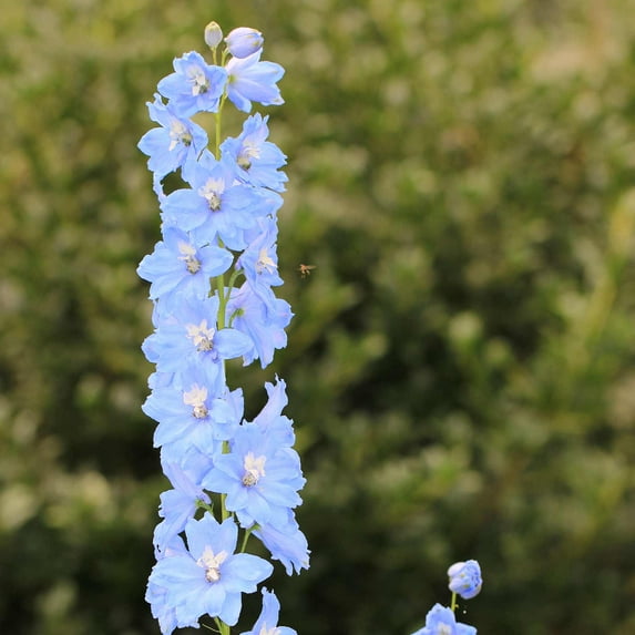 Delphinium Pacific Giant Series Flower Seeds - Summer Skies - 1000 Seeds - Perennial Flower Garden Seeds - Delphinium elatum