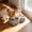 #206Gray, variant on Aff*ordable!Stainless Steel Cat Bowl with Automatic Water Dispenser, 2 in 1 Pet Food and Water Feeder with Gravity Sensing, for Small Medium Dogs Cats Home