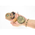 thumbnail image 3 of Horseshoe Crab, Learn the Horseshoe Crab Life Cycle, Very Nice Plastic Figure, Model, Realistic Replica, Educational, Figurine, Animal, Life Like, 4 Stages, 5" CH08 B231, 3 of 7
