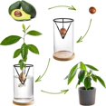 thumbnail image 3 of 3 Pack Avocado Tree Growing Kits, Glass Avocado Seed Vase with Triangle Bracket and Bamboo Base, Sprouting Plant Pot, 3 of 5