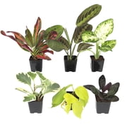 Element by Altman Plants Miniature Live House Plants (6PK), Air Purifying Live Plants, 2" Pots