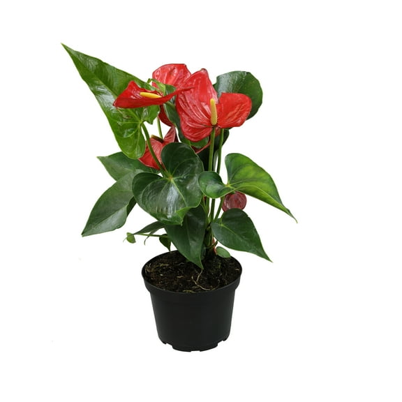 12-18" Flamingo Flower, Red Anthurium | Easy Houseplant | Filtered Sun | Element by Altman Plants