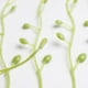 thumbnail image 3 of 50 Piezas 16 Cm Bayas Artificiales Estambre de Flores DIY Ramo Diadema Nupcial Adorno Decoración Navideña Fruta Macarena Adornos de ramo, 3 of 7