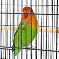 thumbnail image 6 of Renwick 40in Metal Parrot House Open Top Bird Cage for Small with Rolling Stand, Black, 6 of 11