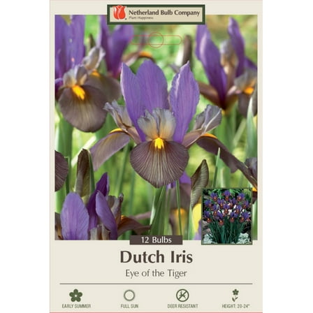 Eye of the Tiger Dutch Iris 12 Bulbs - Multiply Rapidly - 8/9 cm Bulbs