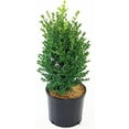 thumbnail image 2 of Green Mountain Boxwood, 2 of 3