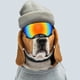 thumbnail image 3 of Gafas de sol para perros gafas a prueba de viento para perros ropa cómoda anticaída a prueba de rayos UV para esquiar ANGGREK Otros, 3 of 8