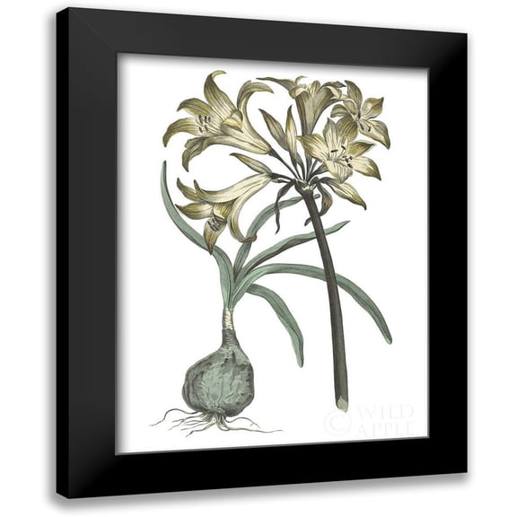 Wild Apple Portfolio 12x14 Black Modern Framed Museum Art Print Titled - Vintage Floral I Cool