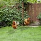 thumbnail image 4 of Outdoor Decoration Board Of Courtyard Chicken Acrylic Garden, 4 of 7