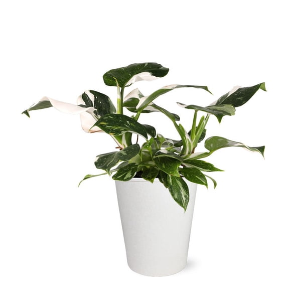 From You Flowers - White Wizard Potted Philodendron Plant for Birthday, Anniversary, Get Well, Congratulations, Thank You, All Occasions
