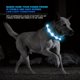 thumbnail image 3 of USB Rechargeable LED Lighted Dog & Cat Collar - Bright & High Visibility for Night Walks - Weatherproof & Suitable for All Sizes!, 3 of 4