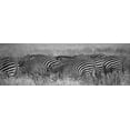 thumbnail image 2 of Bennion, Scott 18x9 White Modern Wood Framed Museum Art Print Titled - Zebra Patterns, 2 of 4