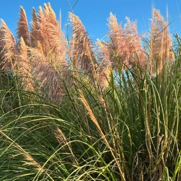 Pink Pampas Grass for Outdoor Growing, Pampas Grass Plants Live 4-8 Inches Tall
