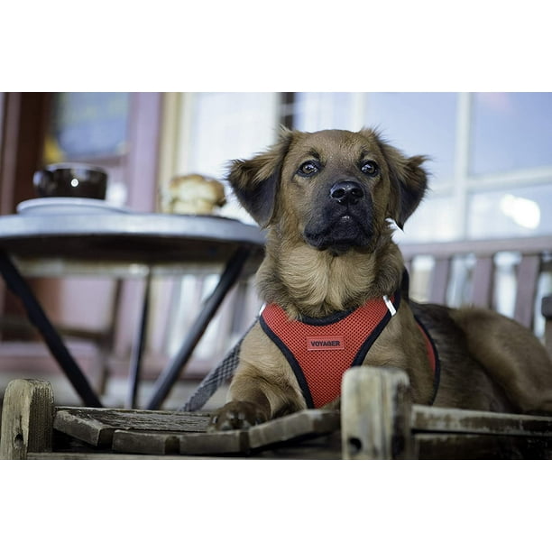 Voyager no pull harness 2025
