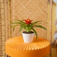 thumbnail image 4 of Costa Farms 10" Tall Bromeliad, Bright Indirect Sunlight, Indoor Live Houseplant, Decor Pot, 4 of 10