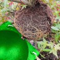 thumbnail image 5 of 5 pieces of plant propagation and rooting ball device-reusable plant propagation grafting box (S, green), 5 of 5