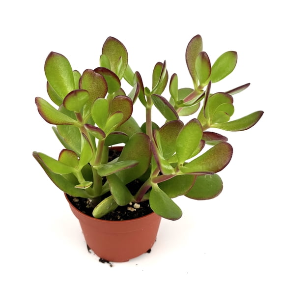 Jade Succulent Crassula Succulents Easy Care Live Potted, 4" Pot