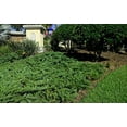 thumbnail image 3 of Juniper Parsoni - 20 Live Plants - Juniperus Squamata Expansa Parsons - Drought Tolerant Cold Hardy Evergreen Ground Cover, 3 of 9