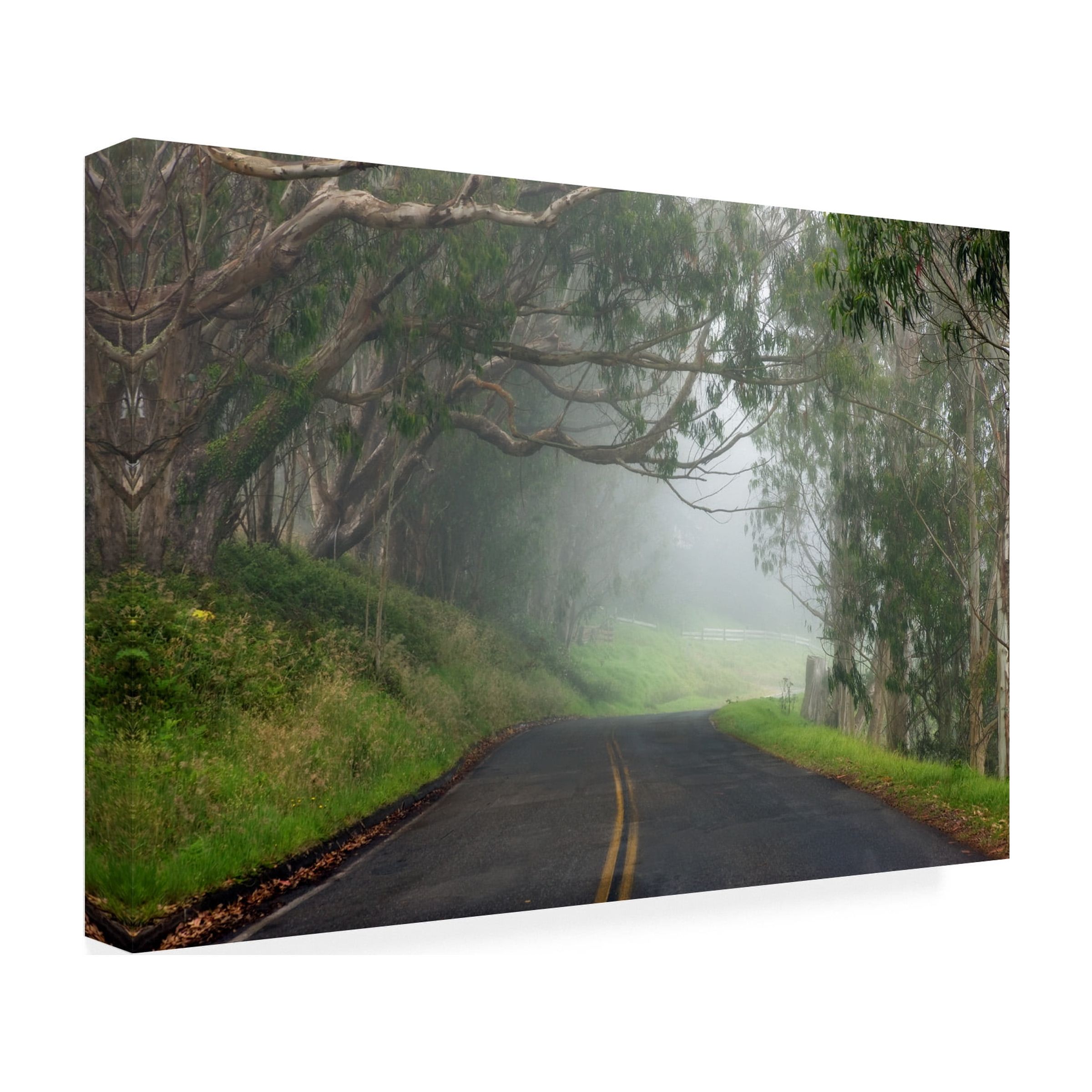 Trademark Fine Art 'Foggy Road near Dillon Beach' Canvas Art by Mike Jones Photo