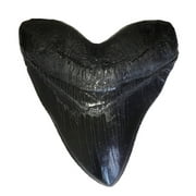 5.5 Inch Black Megalodon Tooth Replica with Serrations Resin Replica - Shark Tooth