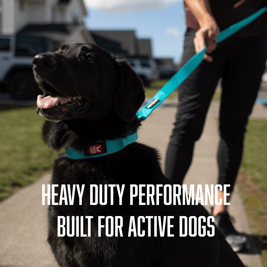 Boss Dog ProSeries Heavy Duty Dog Collar, Neoprene Lined, Teal, Med