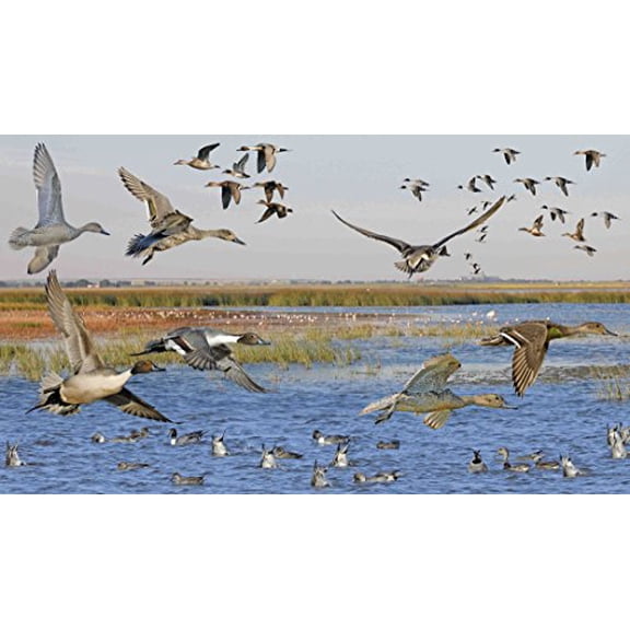 Pre-Owned The Crossley ID Guide: Waterfowl Paperback