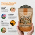 thumbnail image 2 of Marigold Flower Seeds Pack 1 oz - Over 9,250 Non-GMO Heirloom Flower Seeds for Planting, Annual Flowers in Individual Seed Packet for Planting Home Garden, 2 of 6
