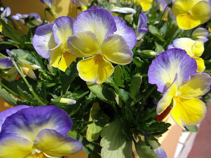Halo Lemon Frost Hardy Violet Perennial Viola Quart Pot