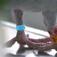 thumbnail image 4 of 100 Pcs Pigeon Open Anklet Identification Ring Leg Abs, 4 of 6