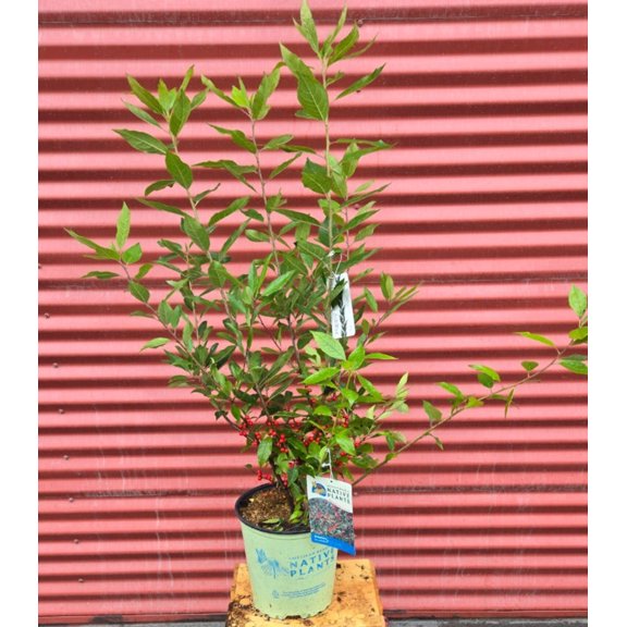 Winterberry
