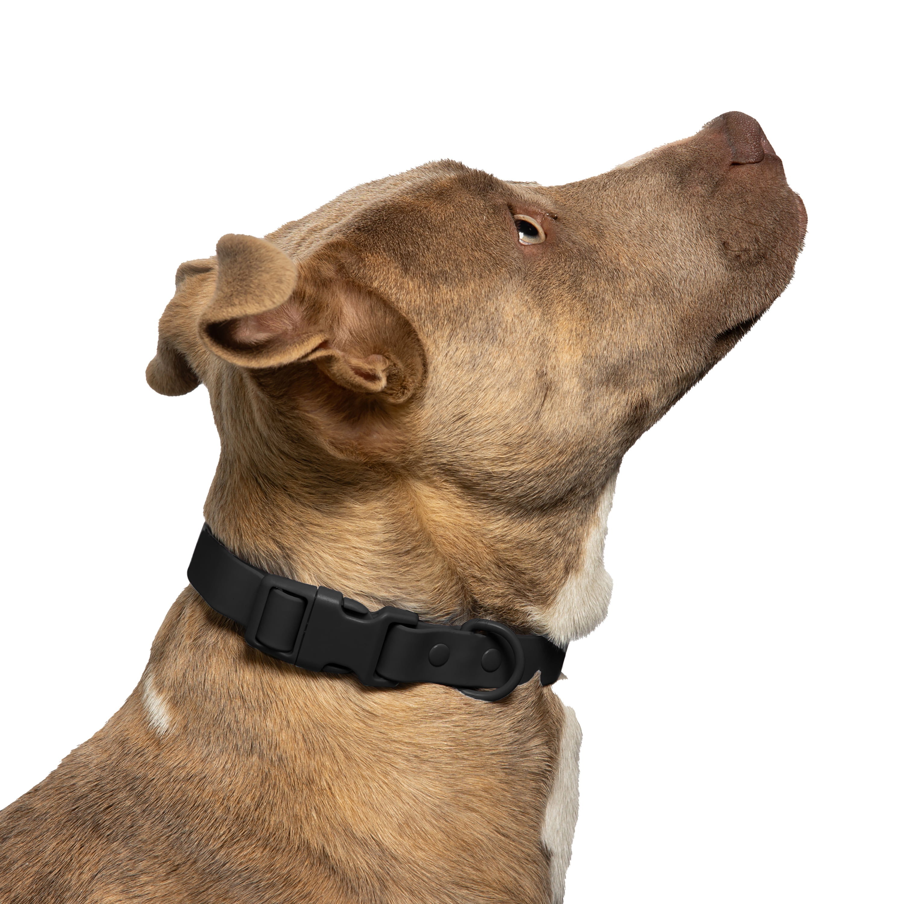 Vibrant Life Water Resistant Adjustable Dog Collar, Black, S