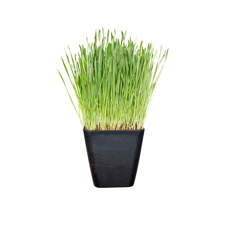 Non-GMO, Thunder Acres Premium Wheat Seed, Cat Grass Seed, Wheatgrass, Hard Red Winter Wheat Non-GMO, Thunder Acres Premium Wheat Seed, Cat Grass Seed, Wheatgrass, Hard Red Winter Wheat