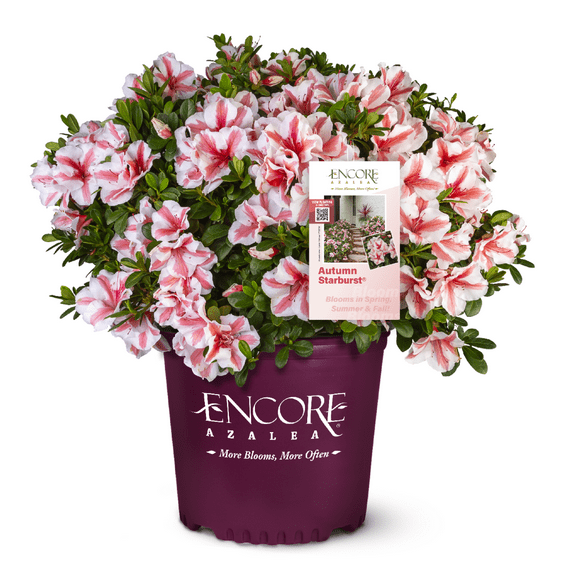 Encore Autumn Starburst Azalea - 3 Gallon Pot, Live Dwarf Evergreen Shrub, Part Sun, Outdoor