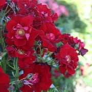 Heirloom Roses - Keep In Touch Floribunda Rose Bush