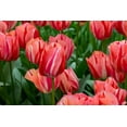 thumbnail image 2 of Jaynes Gallery 32x23 Gold Ornate Wood Framed with Double Matting Museum Art Print Titled - Netherlands-Holland Pink tulips at Keukenhof Gardens, 2 of 4