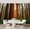 Color 4, variant on Wall Mural Peel and Stick Redwood National Forest Self-Adhesive Wallpaper Removable Wall Decal Wall Sticker Home Decor for Living Room Bedroom 100"x144"