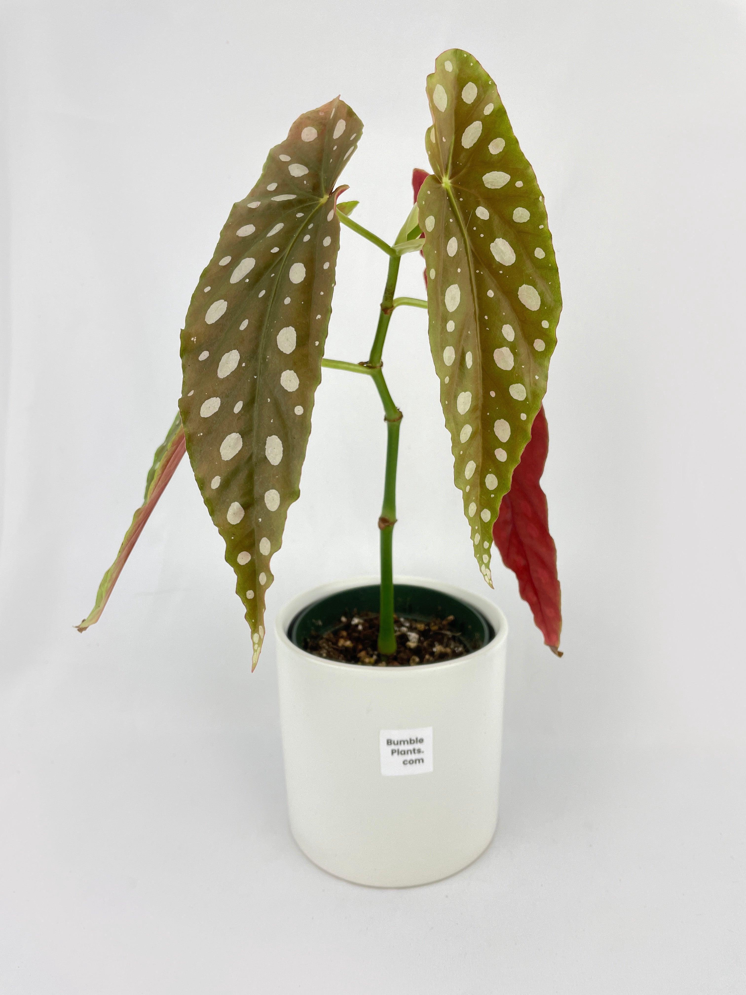 Bumble Plants Begonia Maculata - Full Live Colorful Houseplant in Nursery Pot, Easy Care, Indoor Plant for Beginners