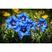 15 Blue STEMLESS GENTIAN Gentiana Acaulis Kochiana Flower Seeds