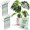 Monstera (Green), variant on Twigs Ga Stackable Plant Support Moonstone 3 Pack 17"