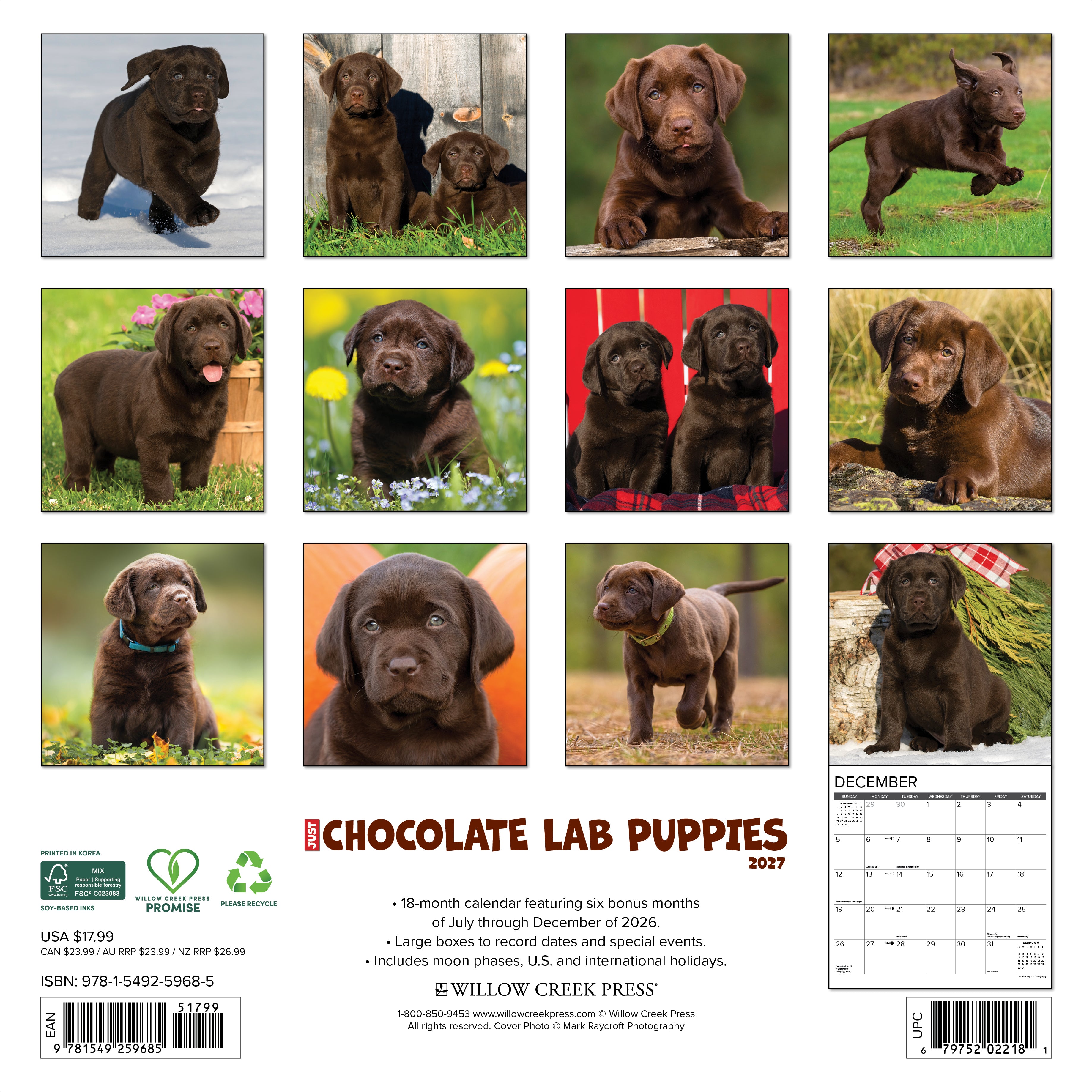 Willow Creek Press, Chocolate Lab Puppies 2027 Wall Calendar