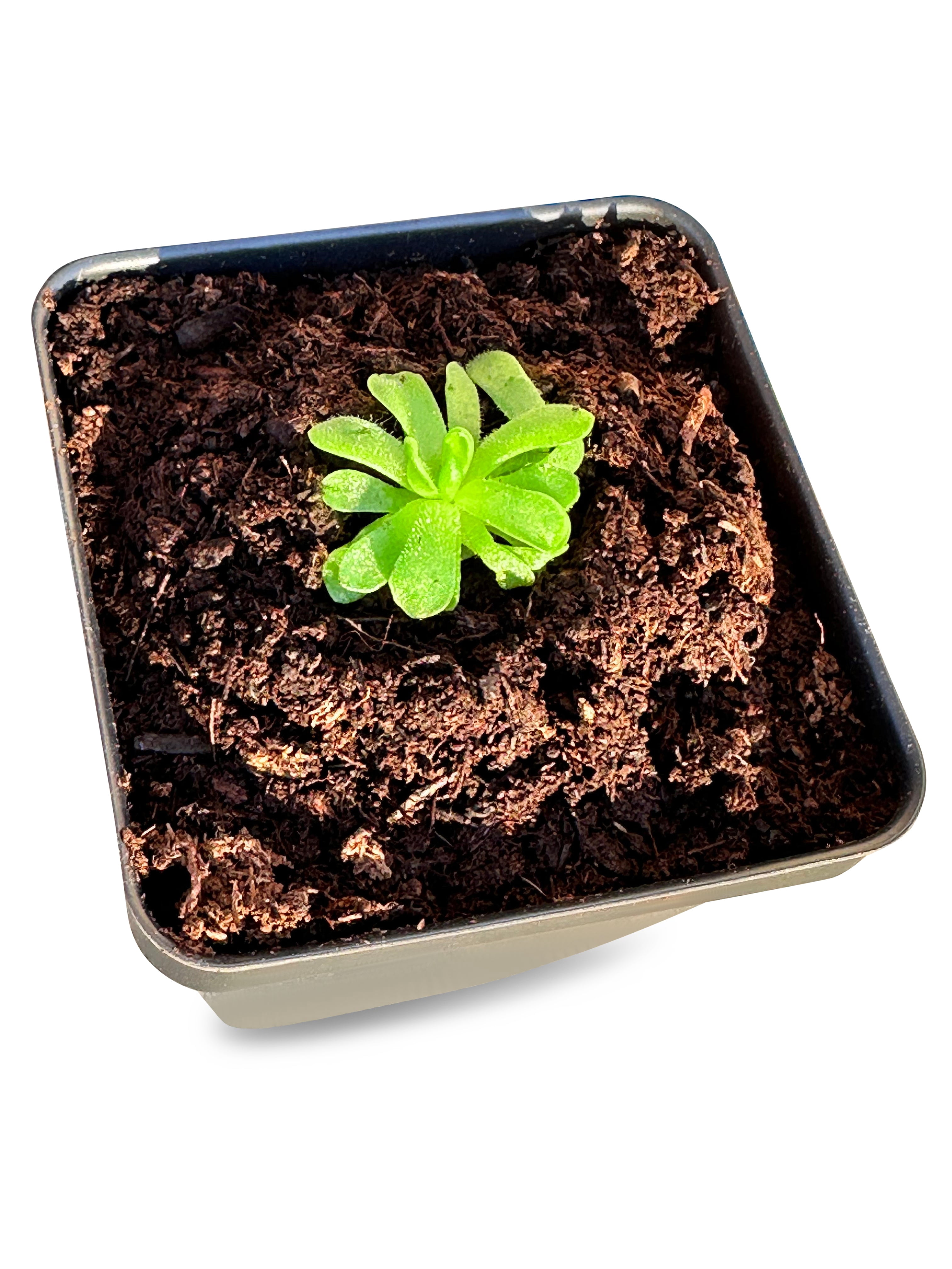 Pinguicula esseriana - Mexican Butterwort: A Unique Carnivorous Plant for Enthusiasts