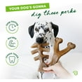 thumbnail image 4 of Benebone 2-pack Fishbone/Wishbone Durable Dog Chew Toys, Real Fish, Real Bacon, Made in , Large, 4 of 6