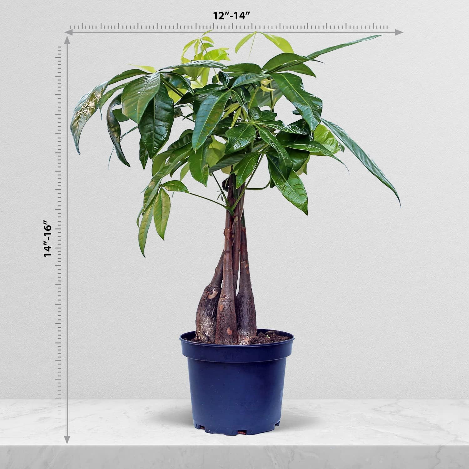 Live Money Tree, Pachira Aquatica, Large Plant, Good Luck Tree, Couples Gift, Housewarming Gift, Father's Day Gift, Indoor Plant in 6" Pot